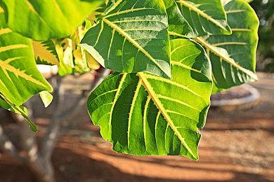 Steam最新一周销量榜 《艾尔登法环》重回榜单